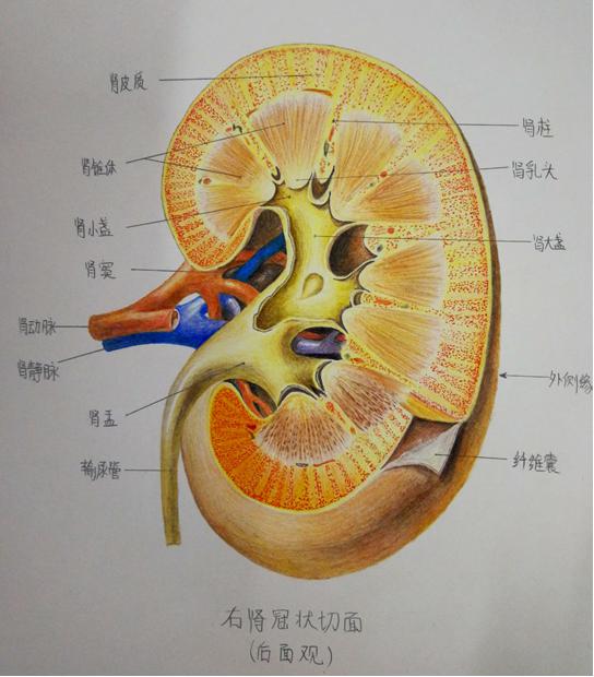 肾的冠状切面图手绘图图片